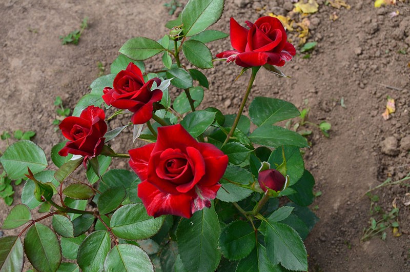 цветет роза Никколо Паганини