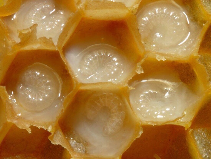 личинки будущих пчел