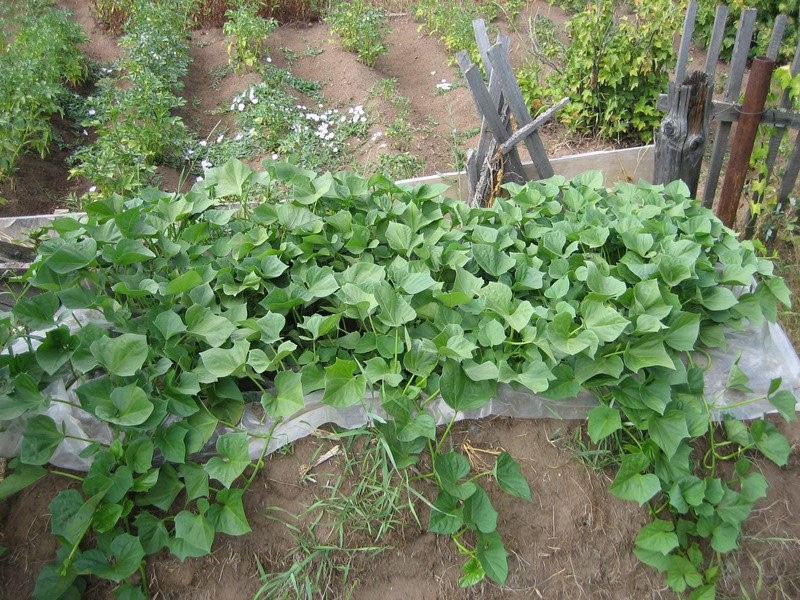 выращивание батата в средней полосе