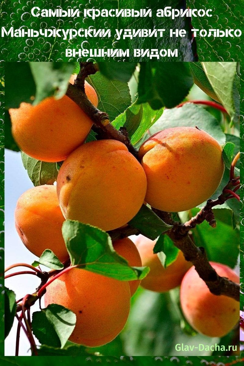 абрикос маньчжурский