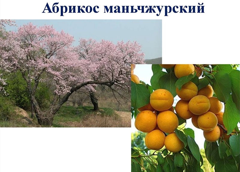 цветет и плодоносит абрикос