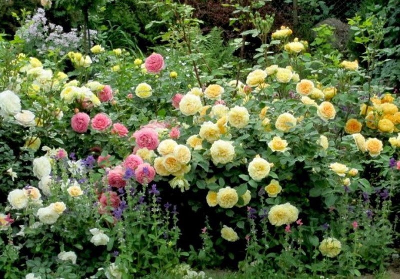 выращивание английской розы в саду