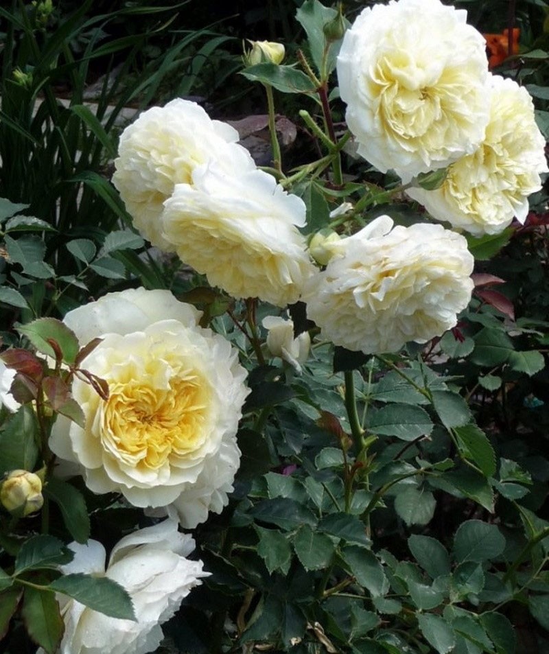 компактные размеры розы Пилигрим