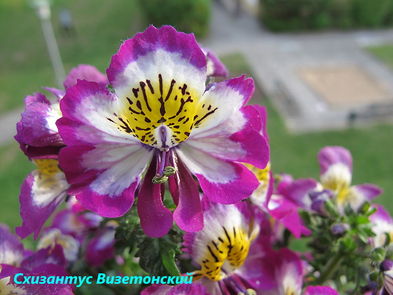 цветок схизантус визетонский