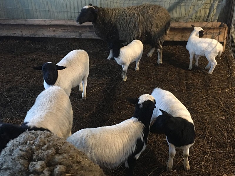 овцы на ферме