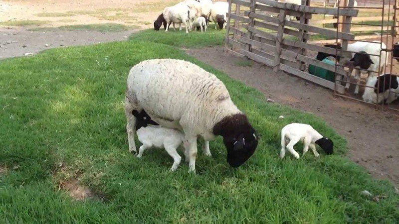 трава в питании овец