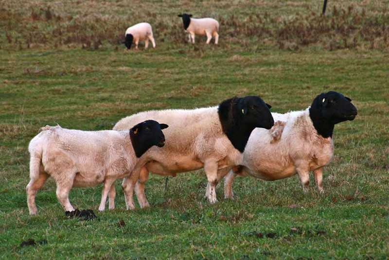 чистокровная порода овец дорпер