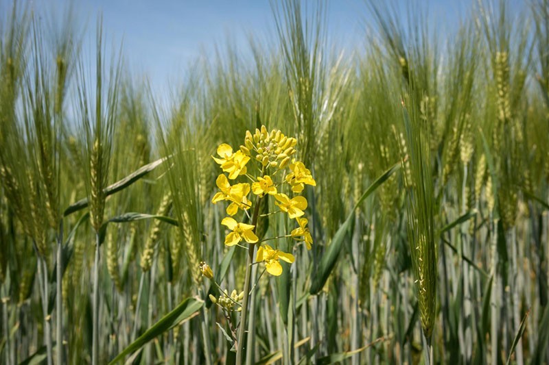 редька дикая на пшеничном поле